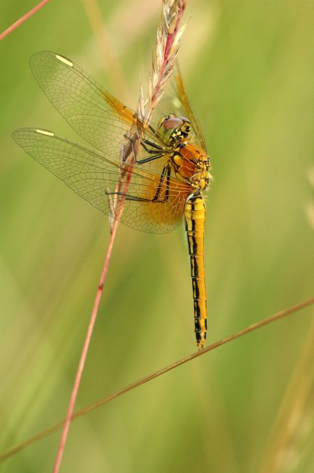 Die Bestände der Gefleckten Heidelibelle haben in den vergangenen Jahrzehnten in Deutschland deutlich abgenommen. Um auf diesen Einbruch hinzuweisen, wurde die Art 2015 zur Libelle des Jahres gekürt.   Bildrechte: Stephan Geschke